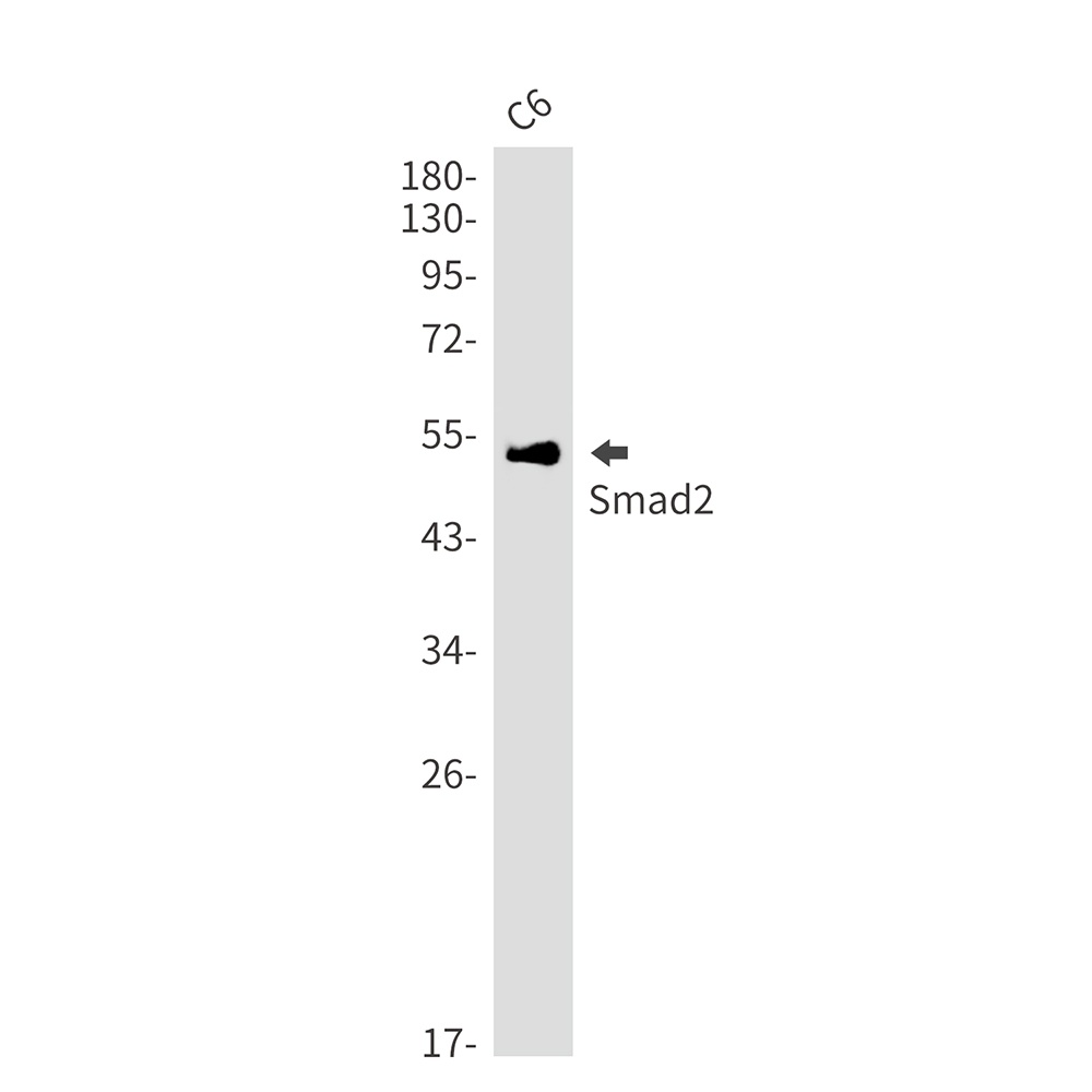 SMAD2 Antibody