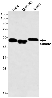 SMAD2 Antibody