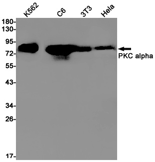 PRKCA Antibody