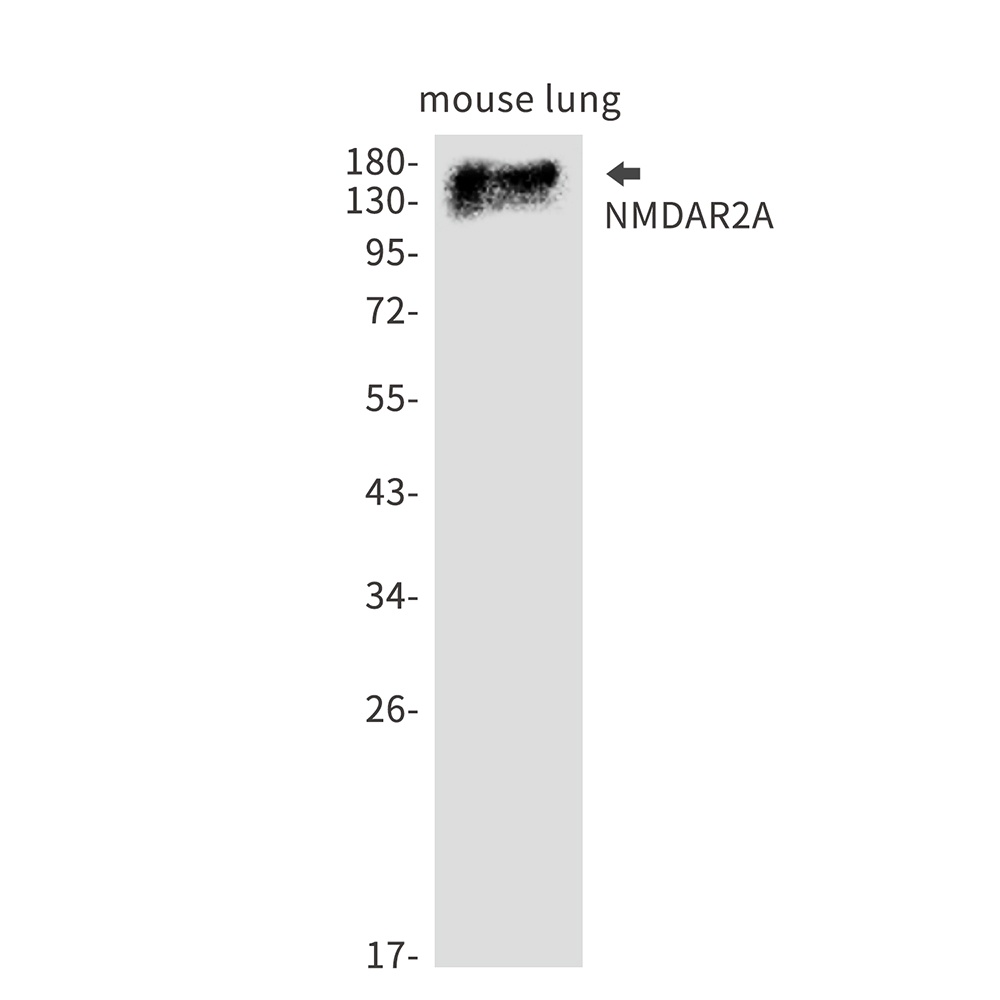 Grin2A Antibody