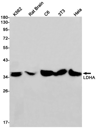 Lactate Dehydrogenase A Rabbit Monoclonal Antibody