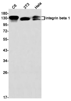 ITGB1 Antibody