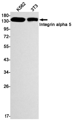 ITGA5 Antibody
