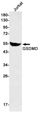 GSDMD Antibody