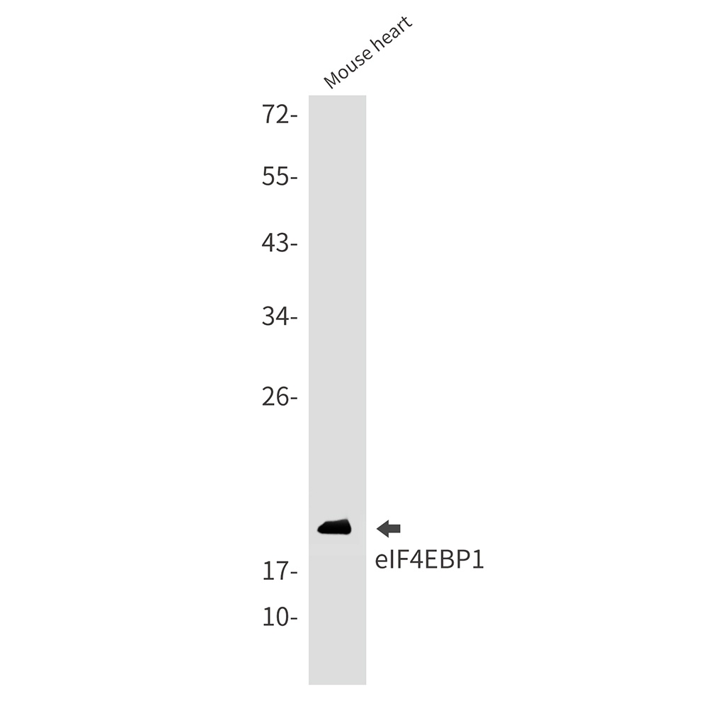 EIF4EBP1 Antibody