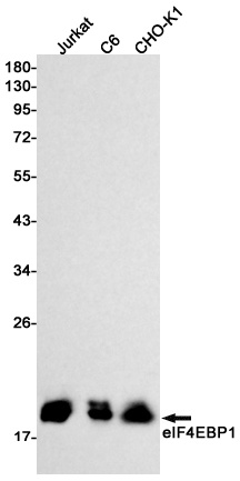 EIF4EBP1 Antibody