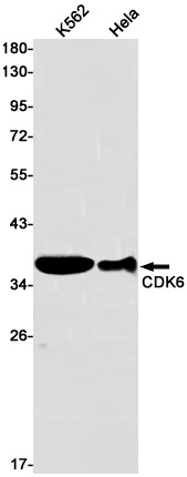 CDK6 Antibody