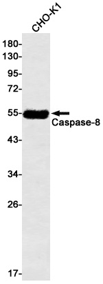 CASP8 Antibody