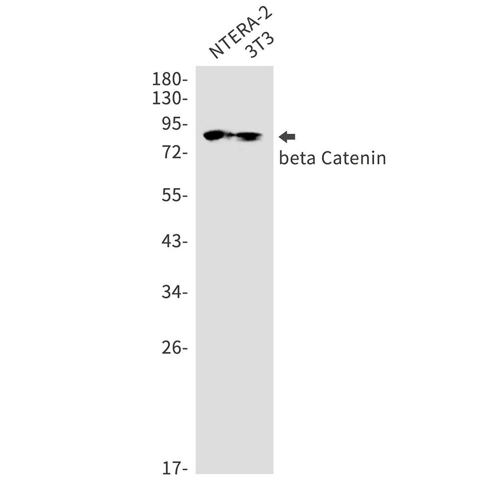 CTNNB1 Antibody