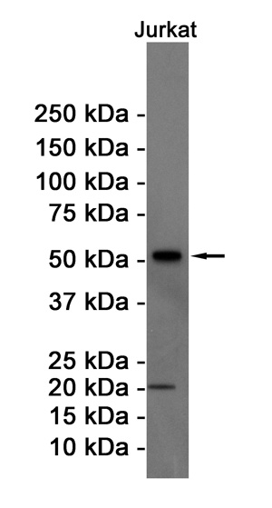 Ccnb1 Antibody