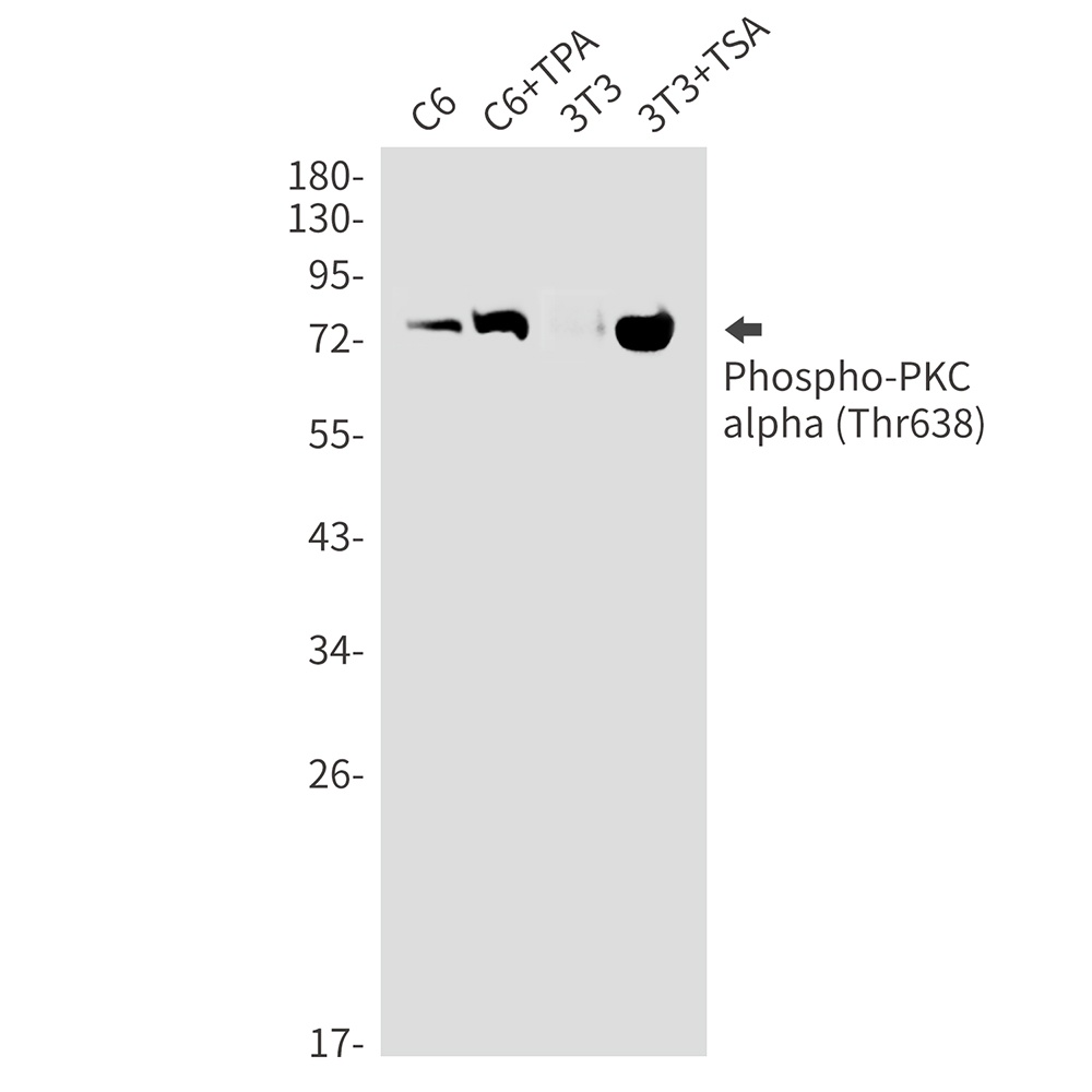 PRKCA Antibody