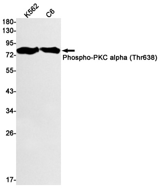 PRKCA Antibody