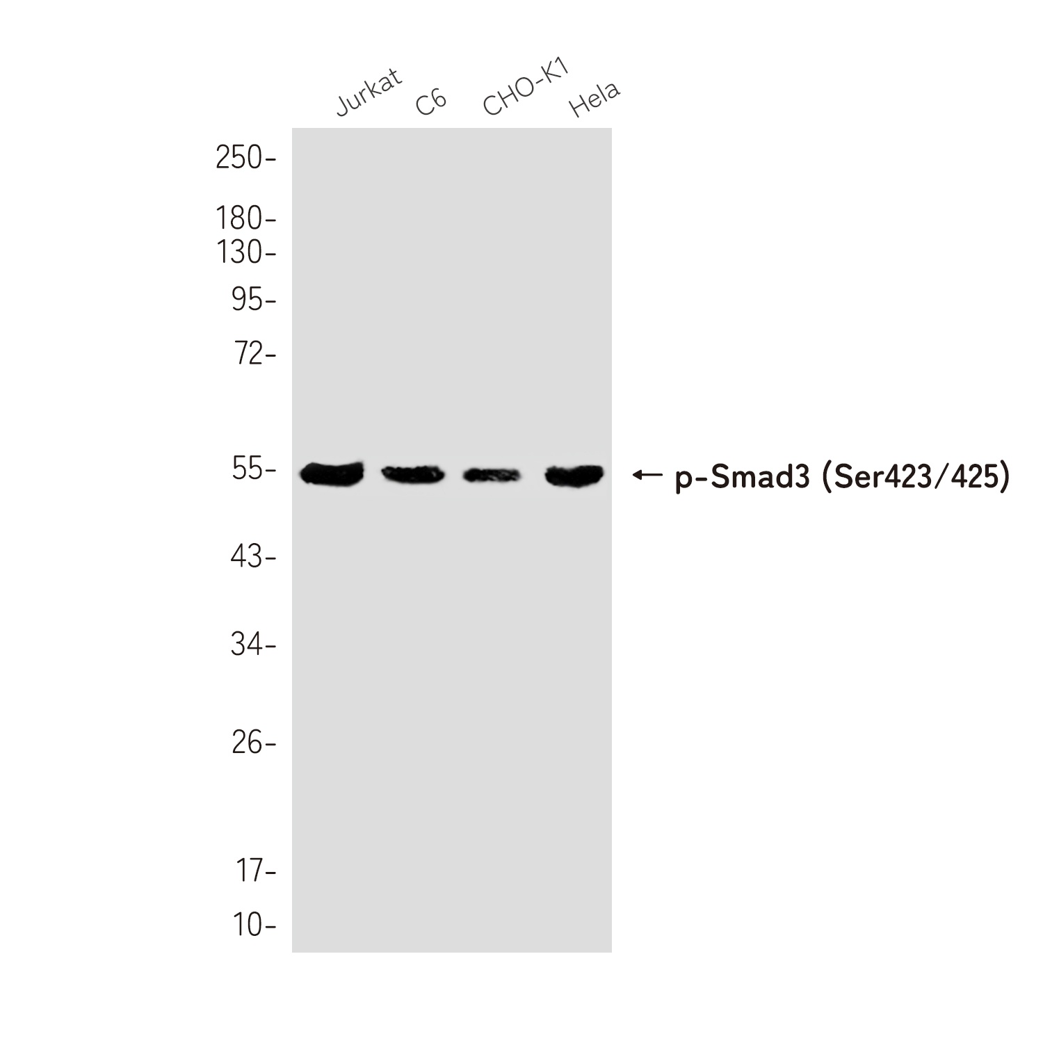 SMAD3 Antibody