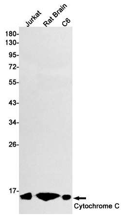 CYCS Antibody