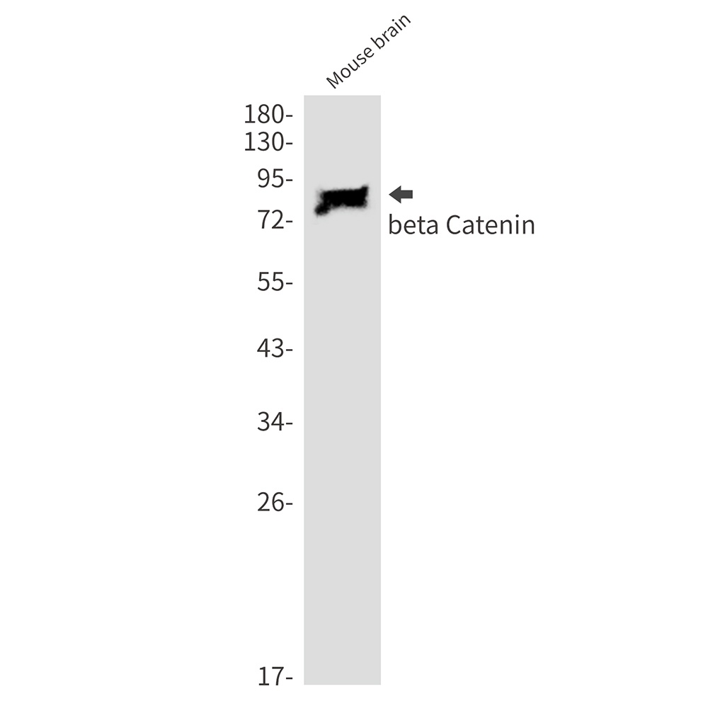 CTNNB1 Antibody