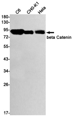 CTNNB1 Antibody
