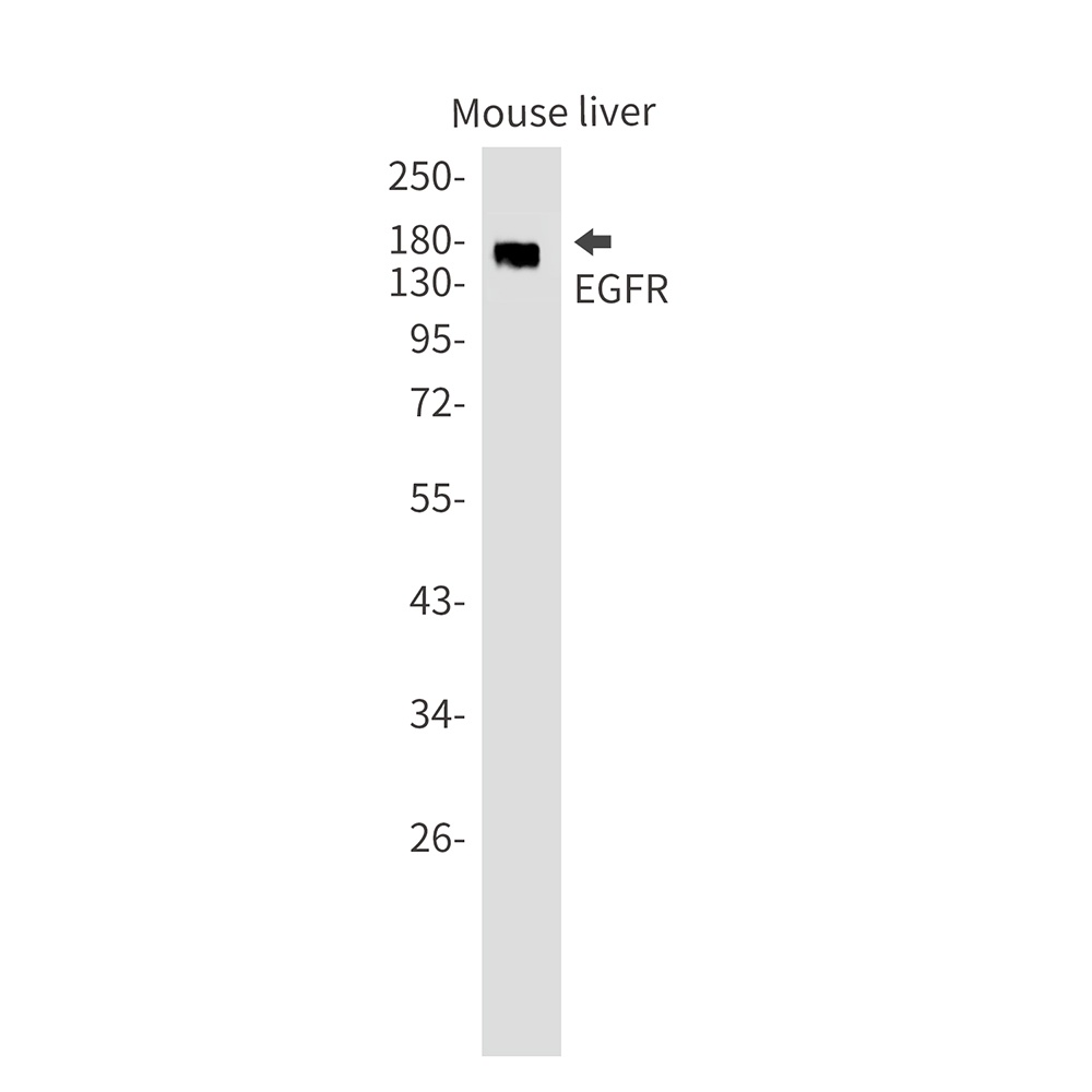 EGFR Antibody