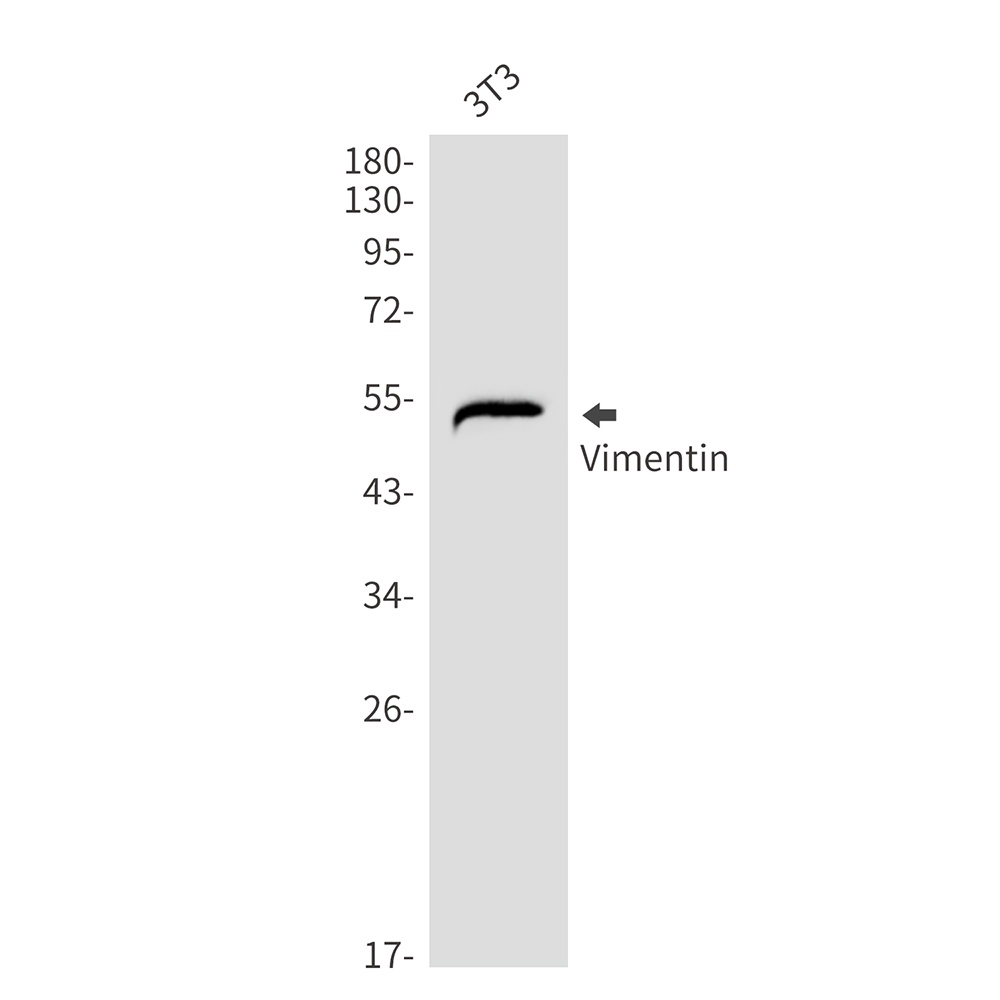 VIM Antibody