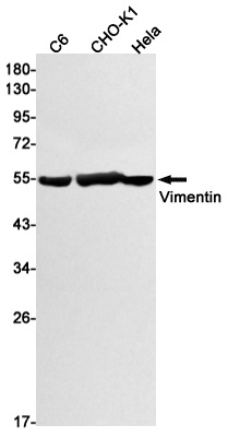 VIM Antibody