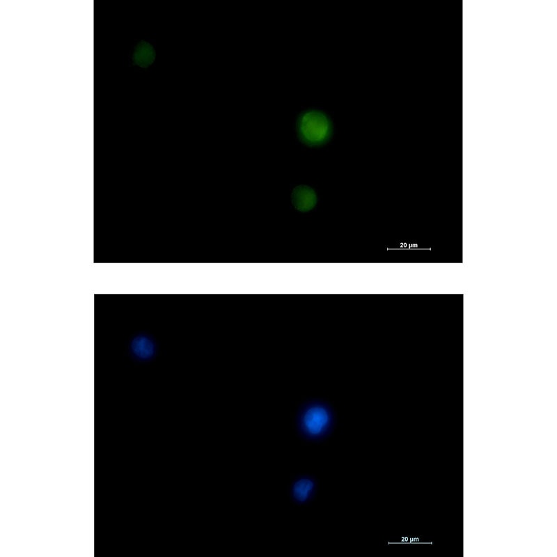 MAPK3/MAPK1 Antibody