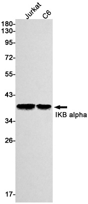 NFKBIA Antibody