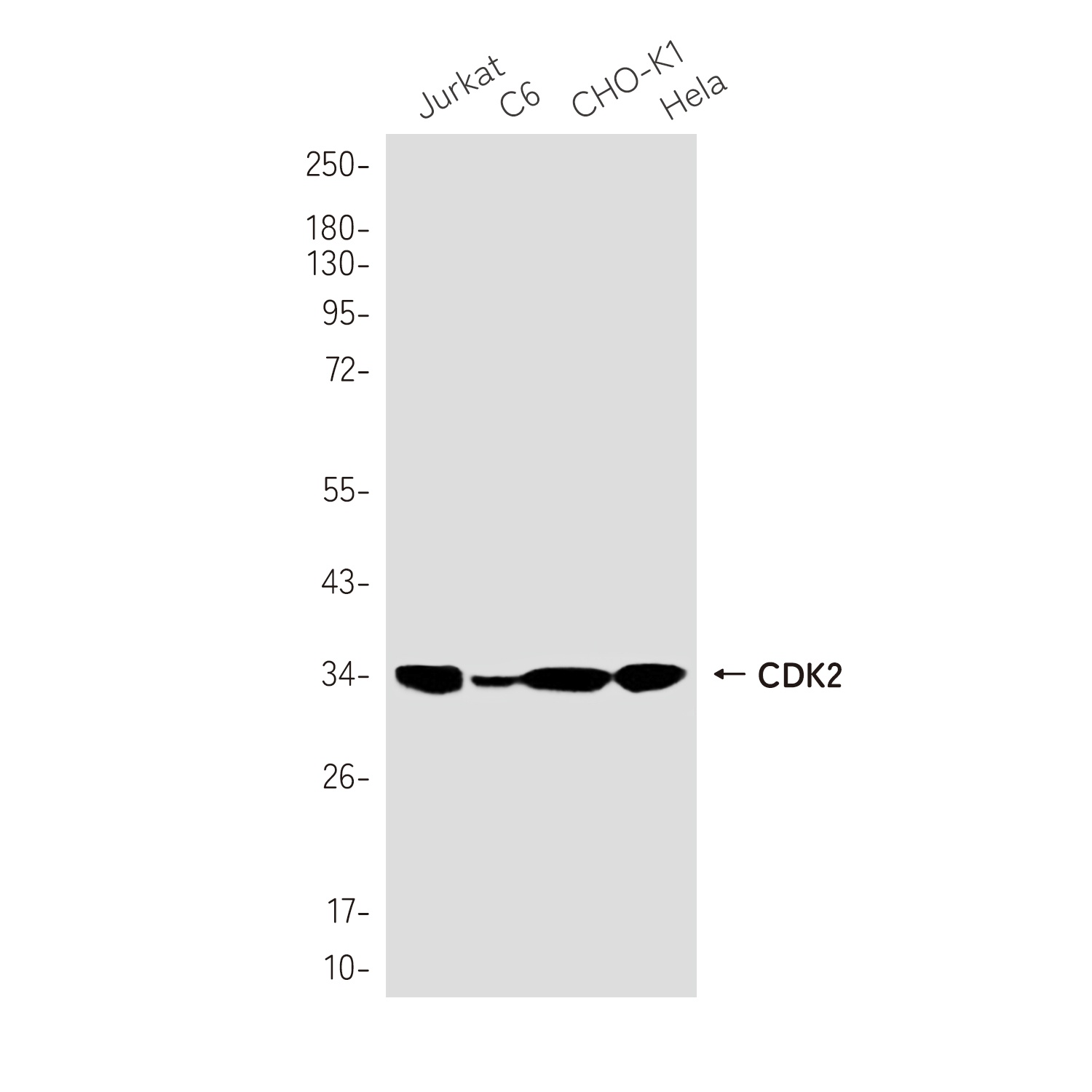 CDK2 Antibody
