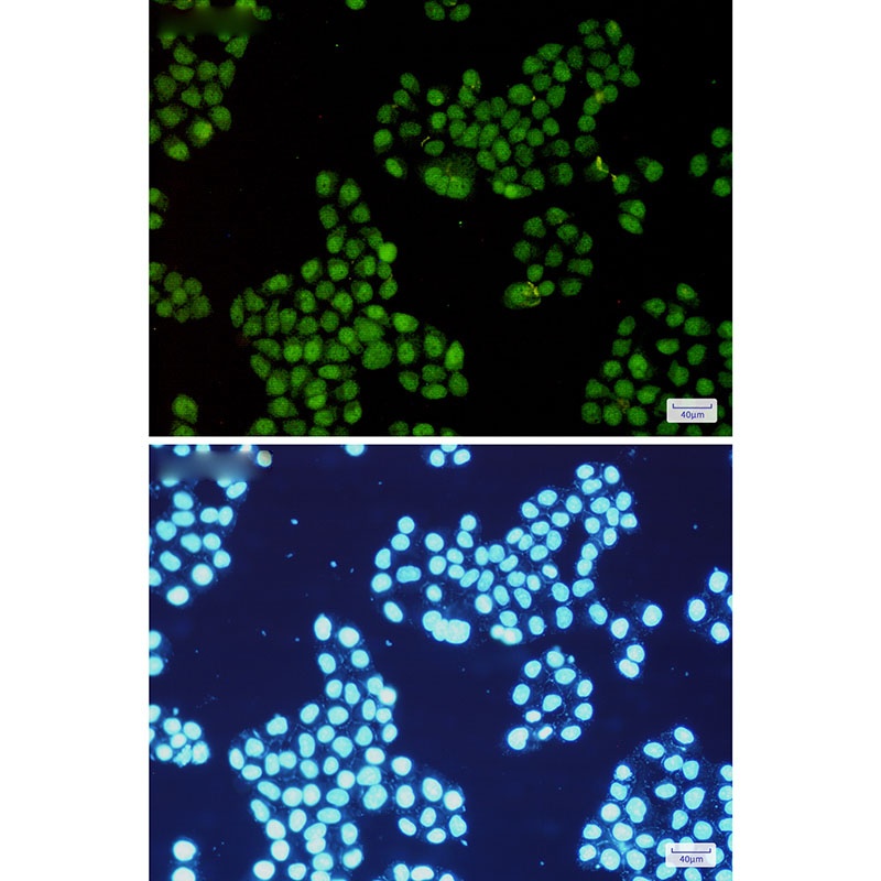 CDK2 Antibody