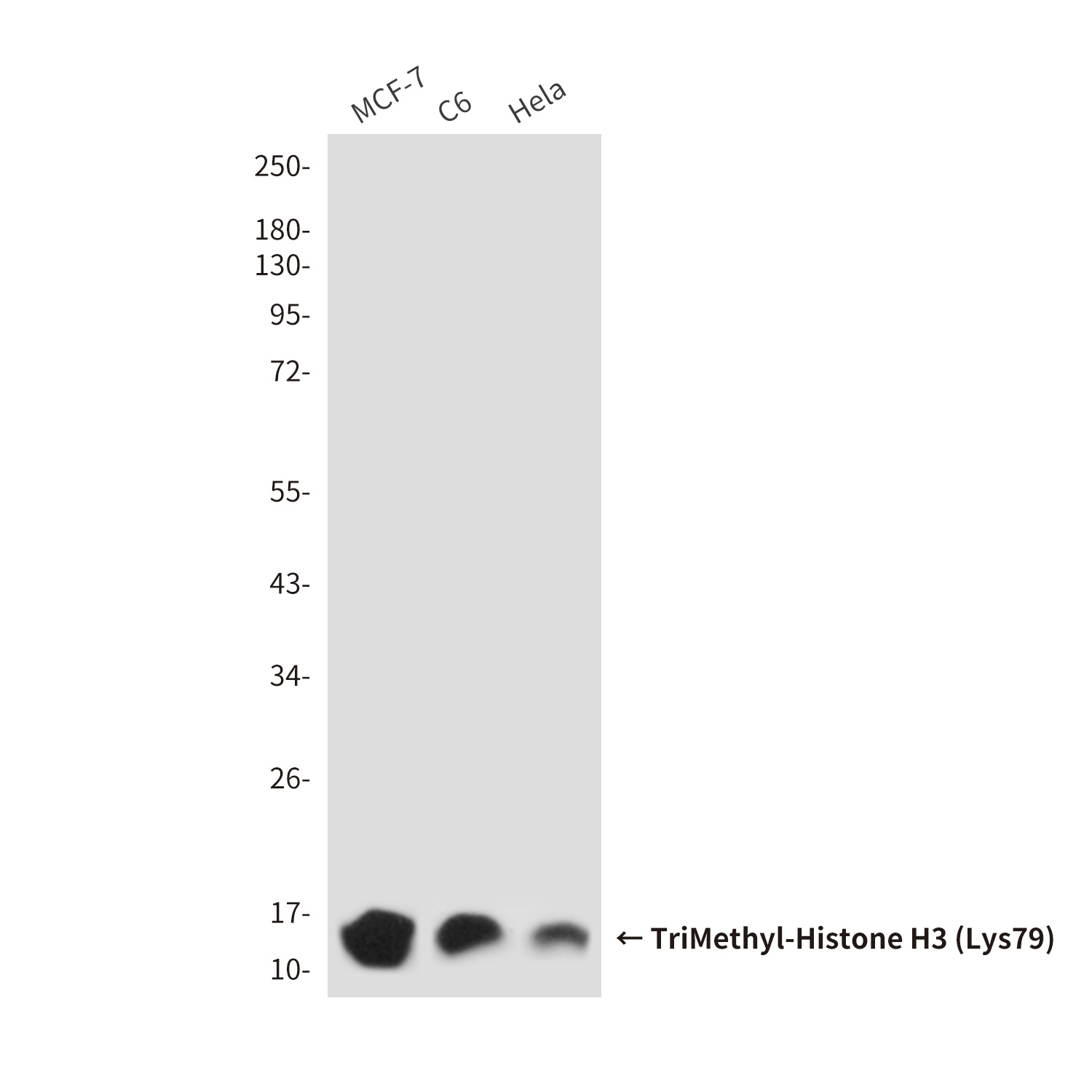 TriMethyl-Histone H3 (Lys79) (9G4) Mouse mAb