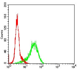 GSK3B Antibody