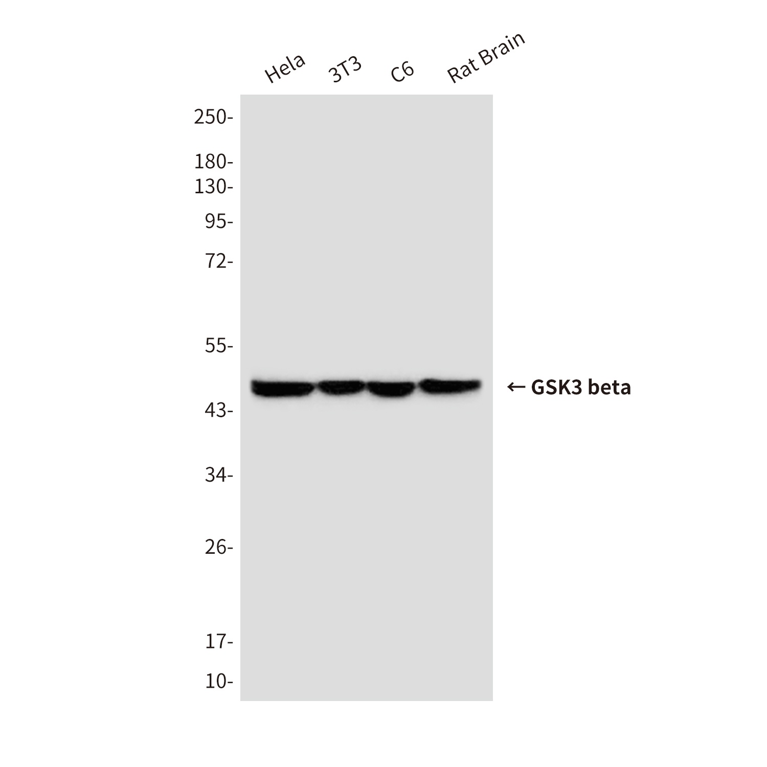 GSK3B Antibody