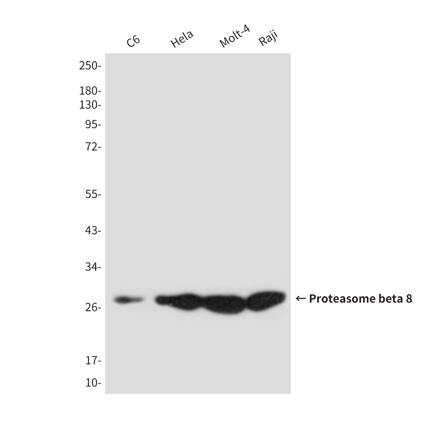 PSMB8 Antibody