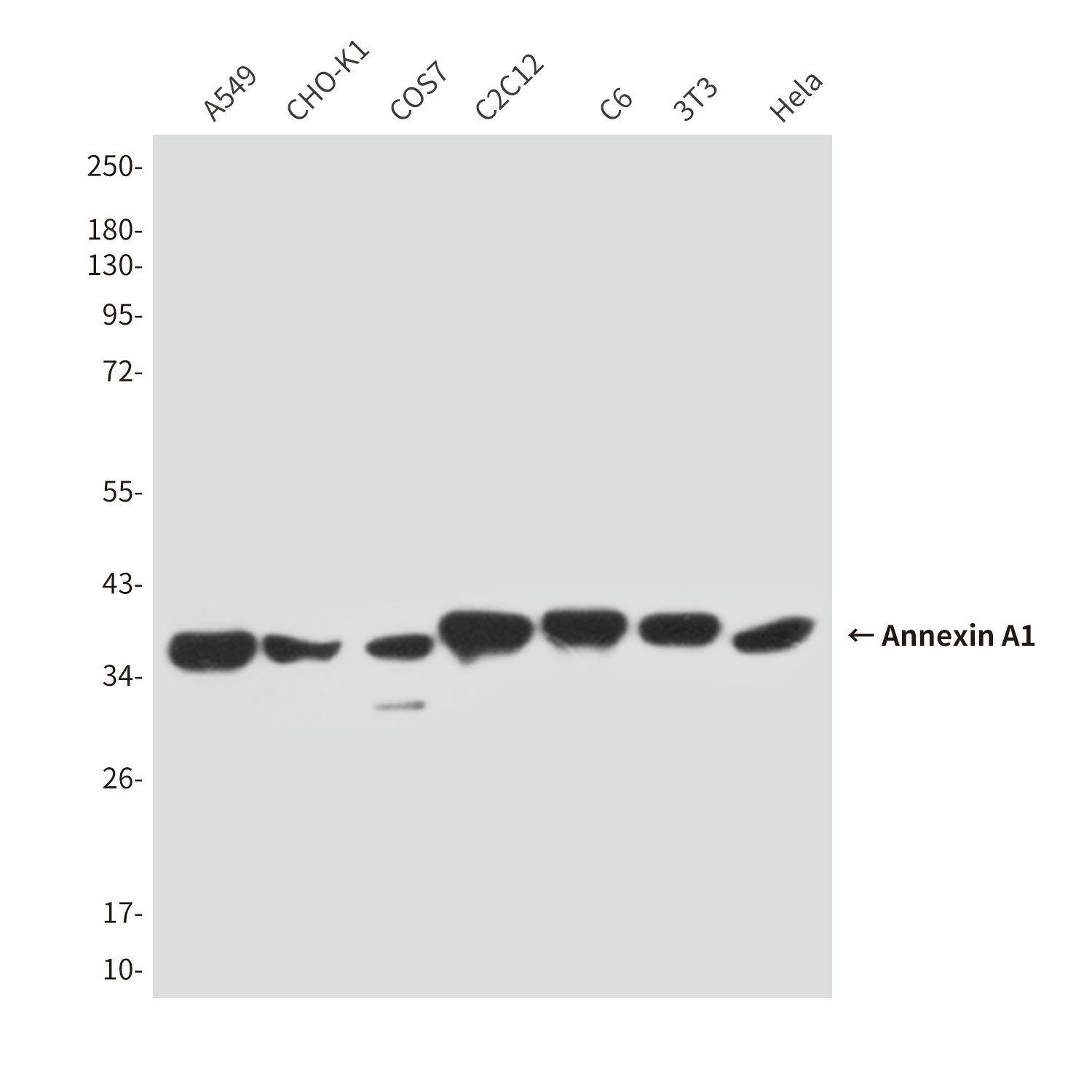 ANXA1 Antibody