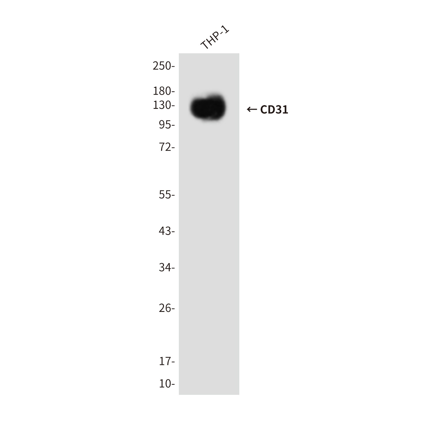 CD31 (5E2) Mouse mAb