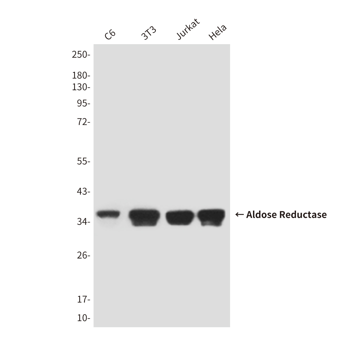 AKR1B1 Antibody
