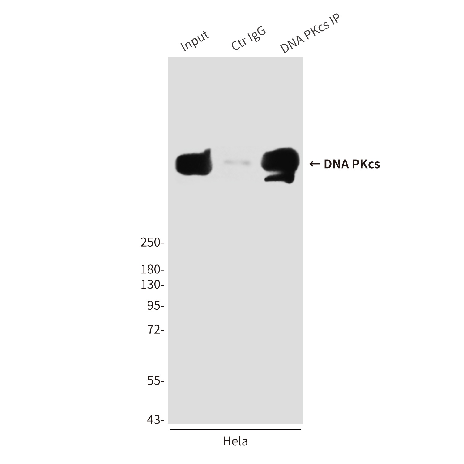 DNA PKcs Mouse Monoclonal Antibody