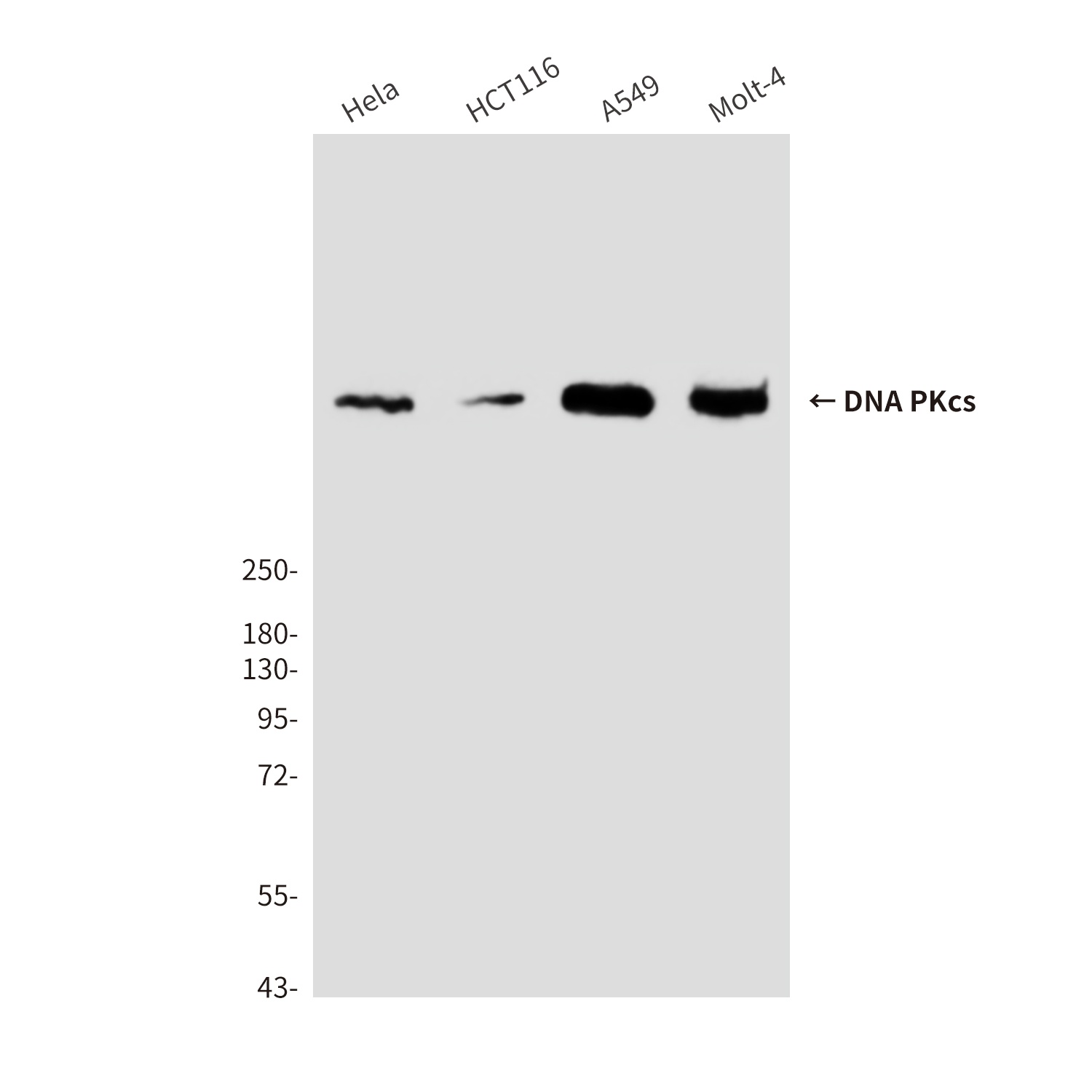 DNA PKcs Mouse Monoclonal Antibody