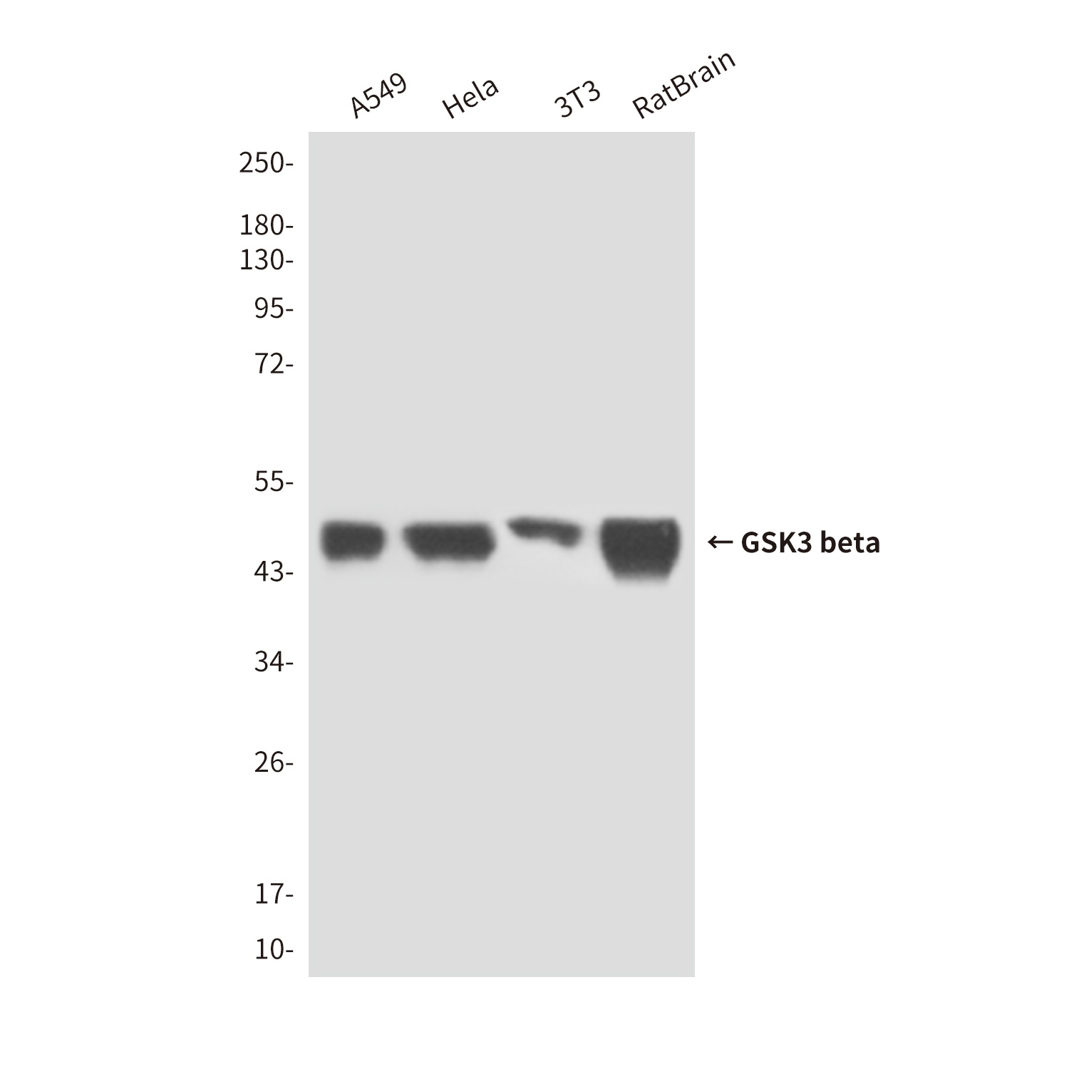 GSK3B Antibody