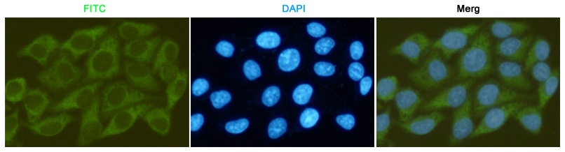 GSK3B Antibody