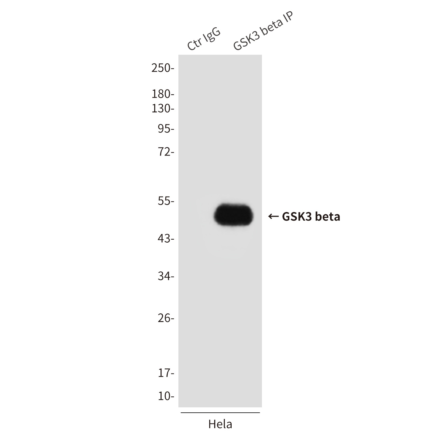 GSK3B Antibody