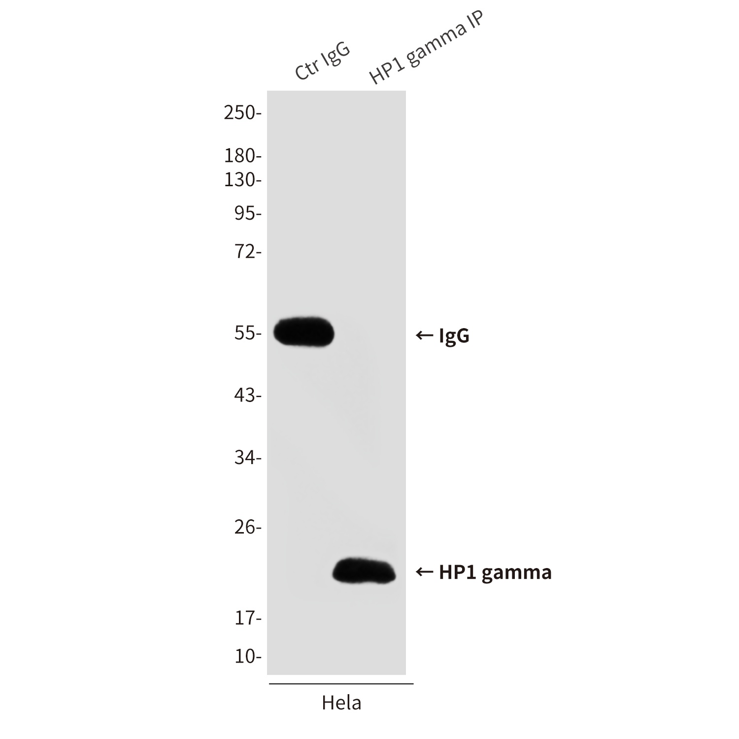 HP1 gamma Mouse Monoclonal Antibody