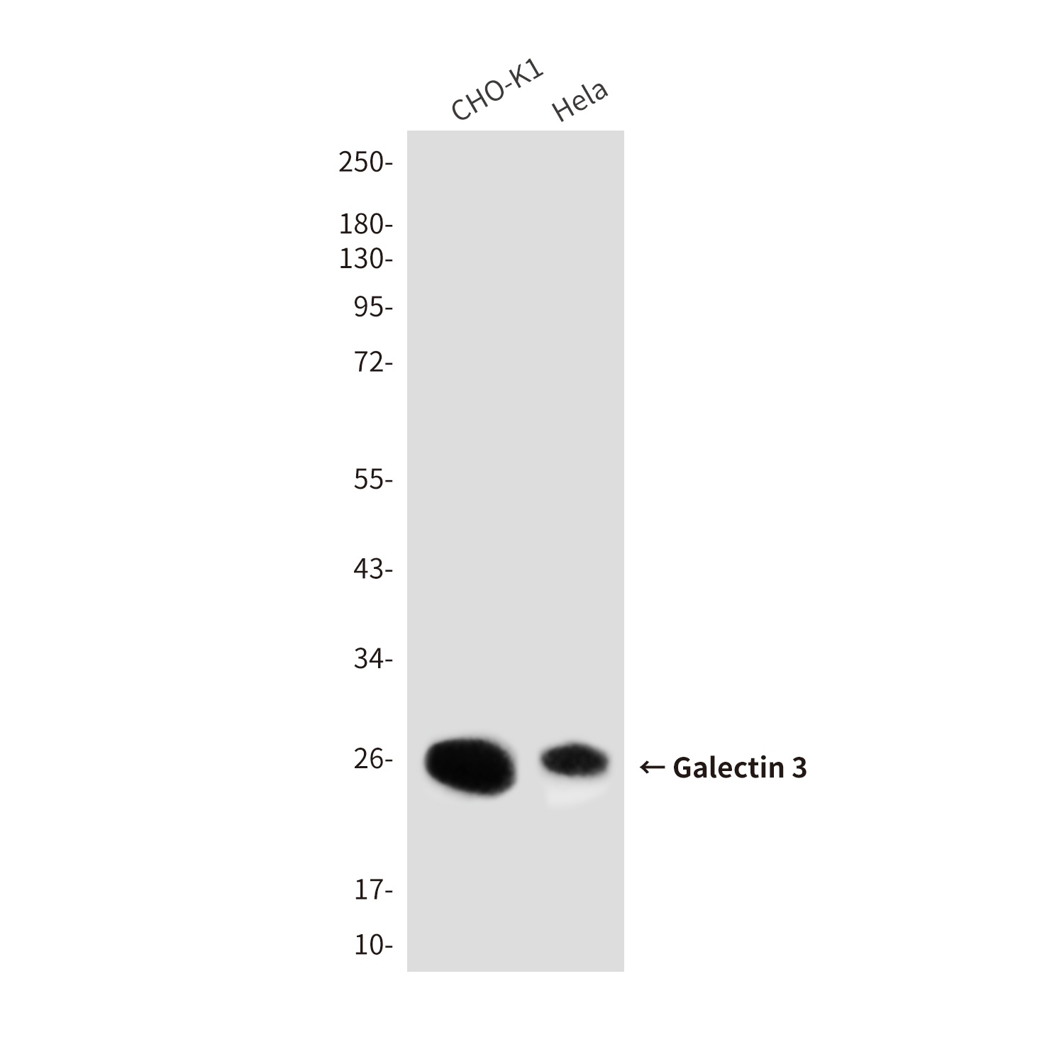 LGALS3 Antibody