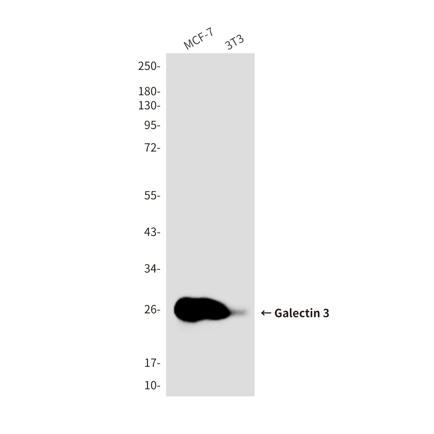 LGALS3 Antibody