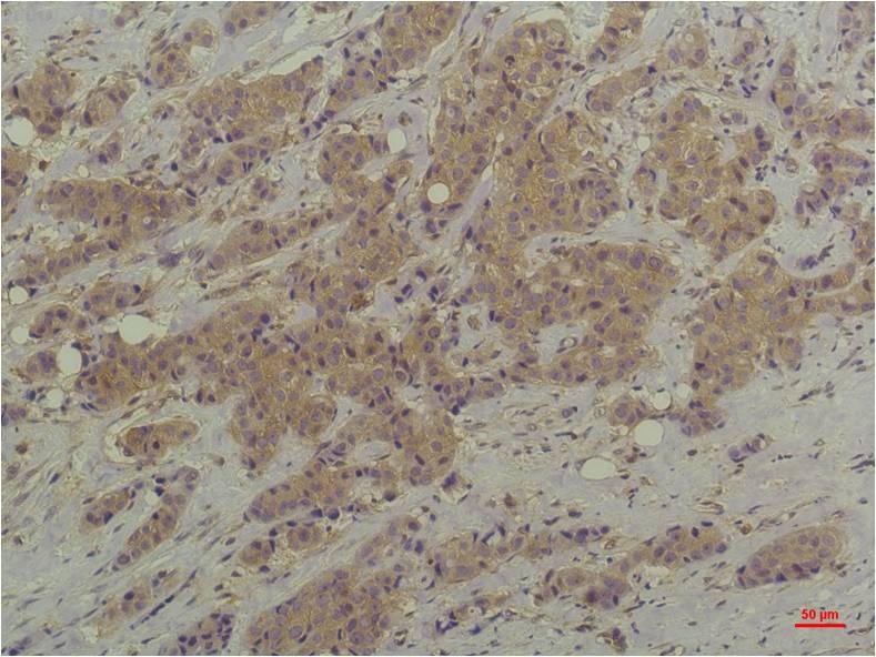 MAPK3/MAPK1 Antibody