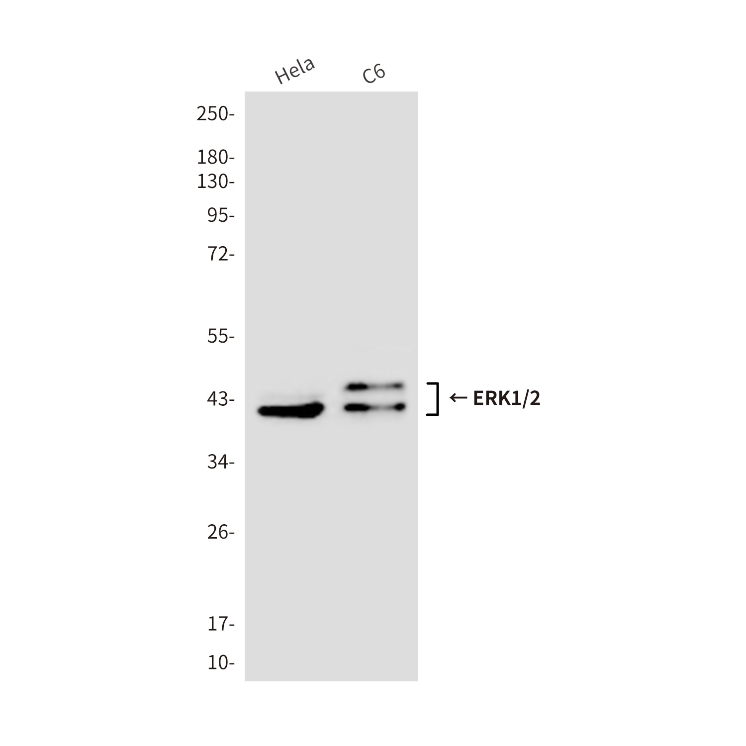 MAPK3/MAPK1 Antibody