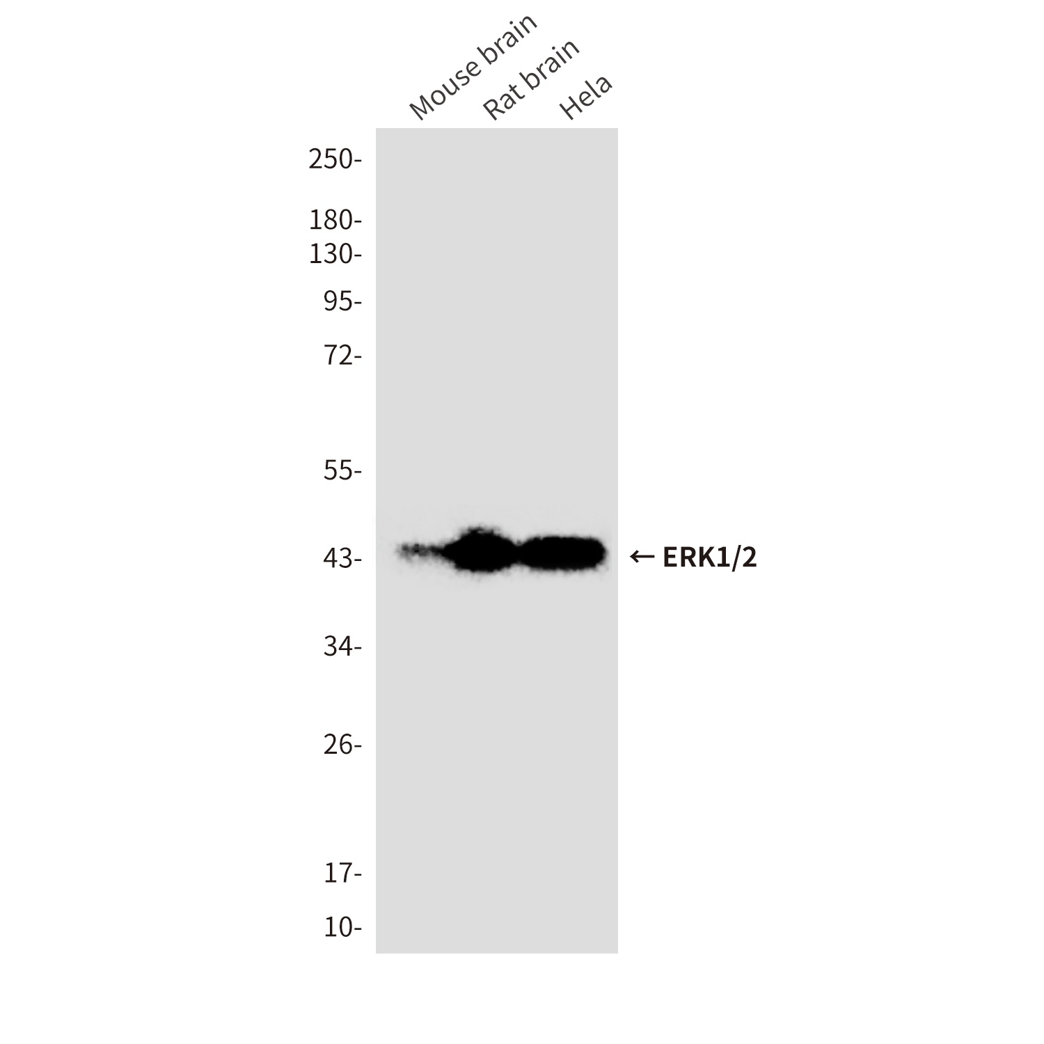 MAPK3/MAPK1 Antibody