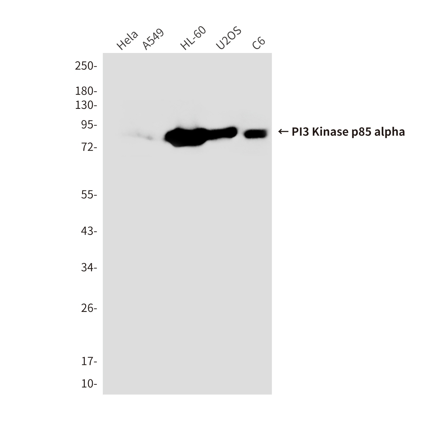 PI3 Kinase p85 alpha Mouse Monoclonal Antibody