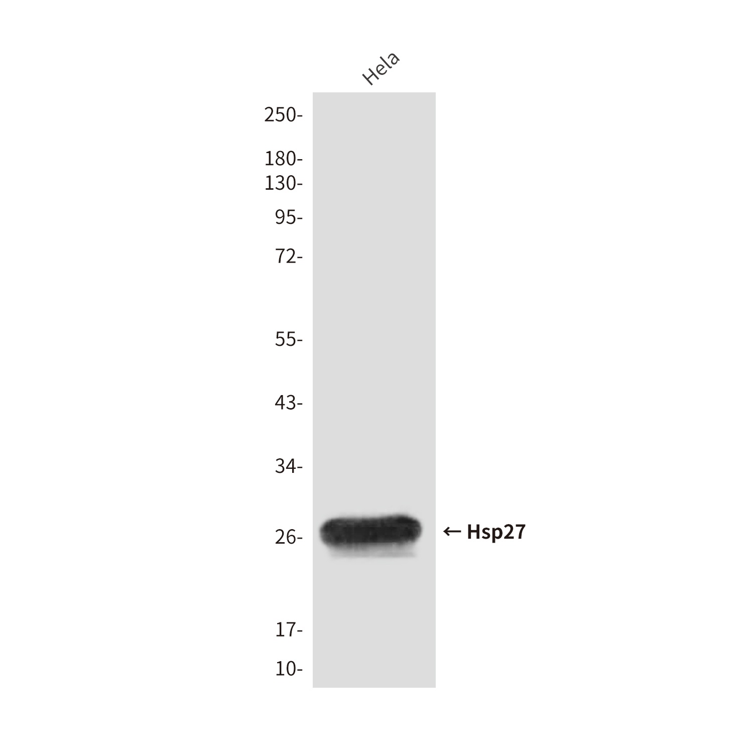 Hsp27 (9G1) Mouse mAb