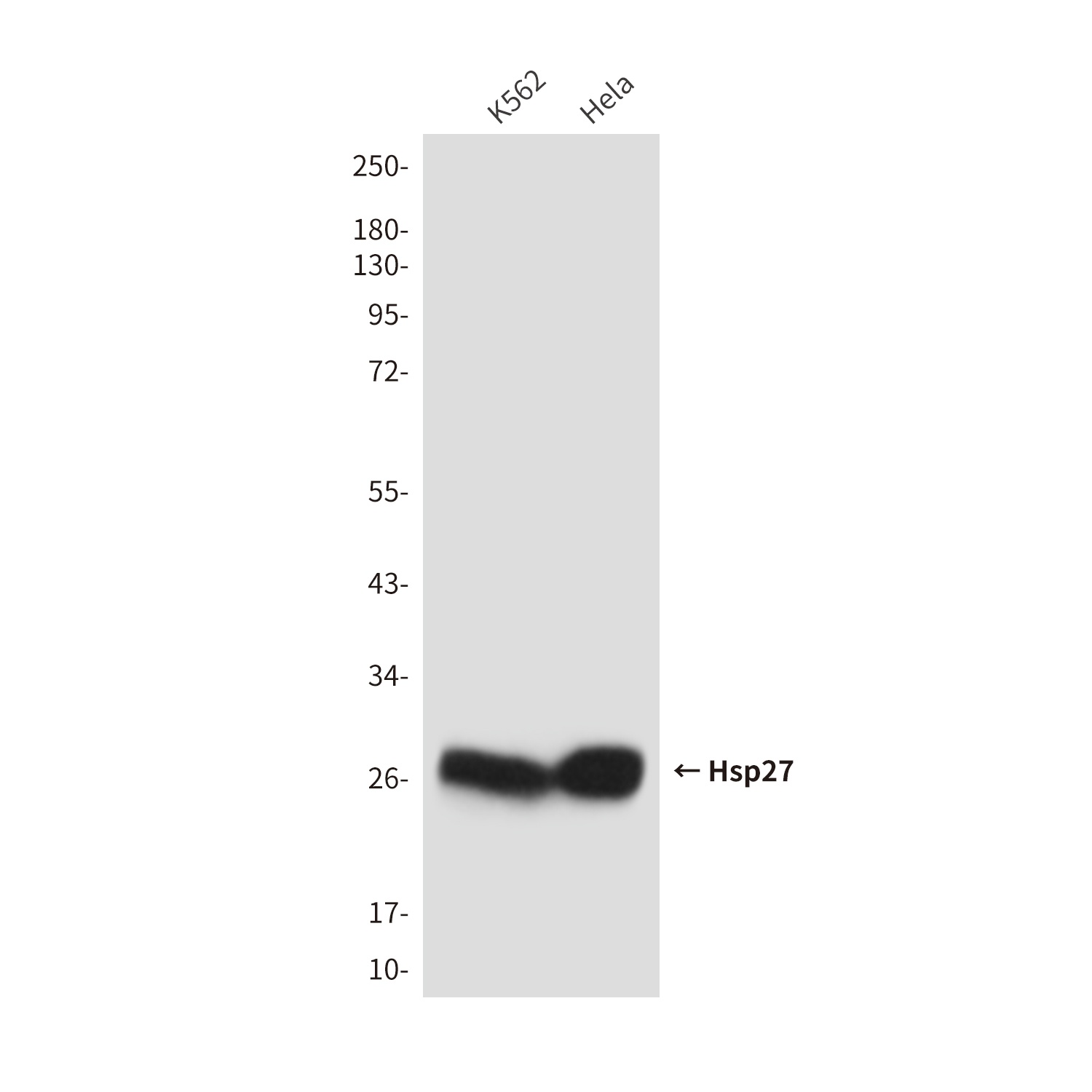 Hsp27 (9G1) Mouse mAb