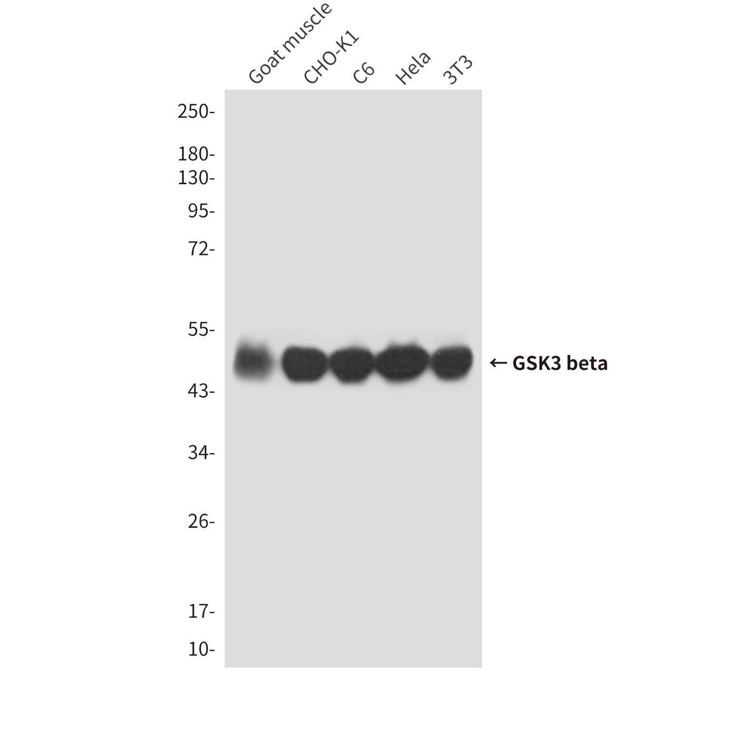 GSK3B Antibody