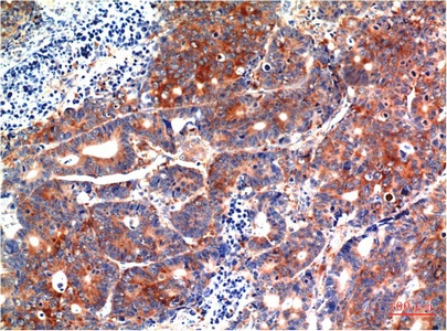 GSK3B Antibody